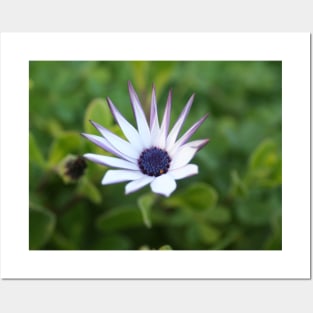 Startled African Daisy Flower Posters and Art